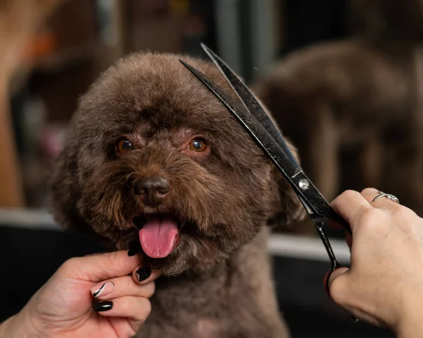 Жінка Обрізає Маленького Собаку Ножицями Салон Дорослих — стокове фото