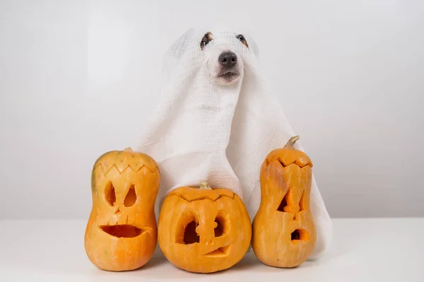 Jack Russell Terrier Pies Kostiumie Ducha Trzy Latarnie Białym Tle — Zdjęcie stockowe