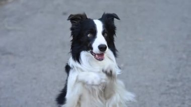 Border collie dog dışarıda egzersiz yapıyor.