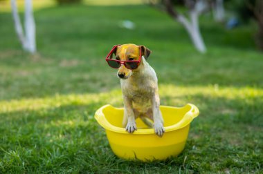 Jack Russell, güneş gözlüklü teriyer köpeği dışarıda sarı bir havuzda yıkanır.