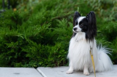 Papilion köpeği dışarıda. Siyah ve beyaz bir kıta spanyelinin portresi