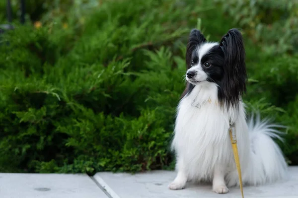 Папилионная Собака Улице Портрет Черно Белого Континентального Спаниеля — стоковое фото