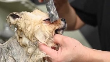 Bir kadın kuaförde şirin bir Pomeranya köpeğinin ağzını tarıyor.