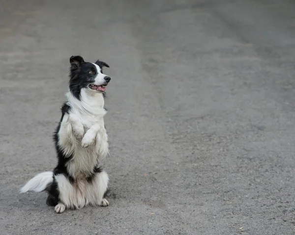 Border collie dog doing bunny exercise outdoors