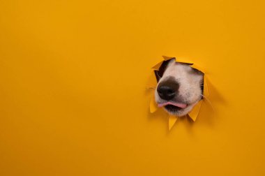 Köpek Jack Russell Terrier 'ı yalarken burnuyla turuncu karton arka planı kırılmış.
