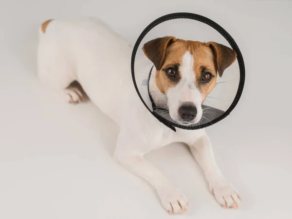 Jack Russell Terrier Dog Plastic Cone Surgery — Stockfoto