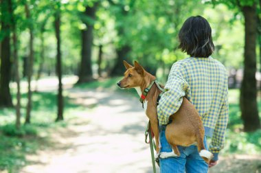 Genç ve güzel bir kadın yürüyüş için bir köpeği kollarında tutuyor. Havlamayan Afrikalı Basenji köpeği