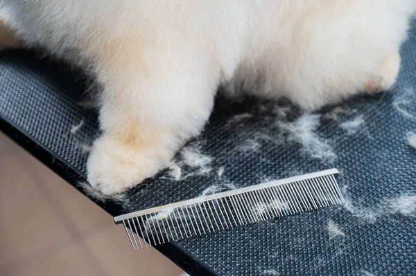 Close-up of the paws of a spitz dog after a haircut in a grooming salon