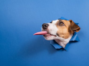 Komik köpek Jack Russell Terrier kağıt mavisi arka planda bir delikten sarkıyor.