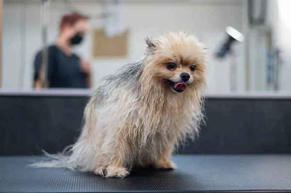 Güzellik Salonunda Yıkandıktan Sonra Komik Islak Pomeranian — Stok fotoğraf