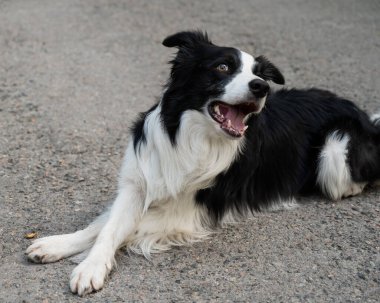 Çapraz pençeli siyah beyaz bir çoban köpeği kaldırımda yatıyor.