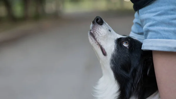 Close-up portrait of a Black and White Border Collie between the legs of the owner looks into her eyes on a walk