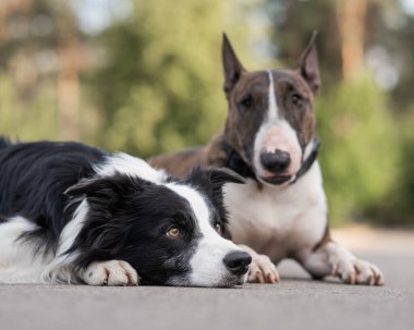 Siyah-beyaz sınır çoban köpeği ve brindle boğası teriyeri bir yürüyüşte yan yana yatar