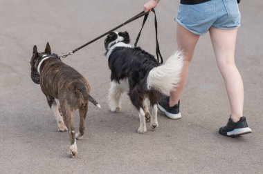 Kadın iki köpeği gezdiriyor. Kadın bacaklarına yakın plan, sınır köpeği ve teriyer tasmalı açık hava yürüyüşü.
