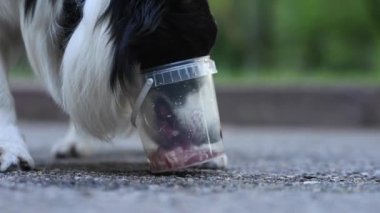 Açık havada plastik bir teneke kutudan yemek yiyen siyah beyaz bir çoban köpeğinin yakın çekimi.