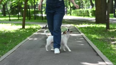 Jack Russell Terrier sahibine yılan komutası veriyor. Köpek dışarıda dişi bacakların arasında koşar.