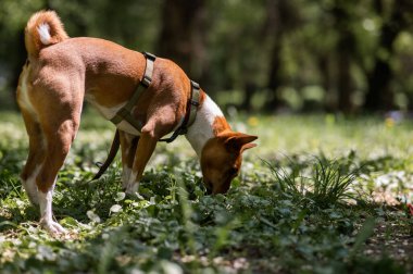 Kızıl saçlı Afrikalı Basenji köpeği otları kokluyor.