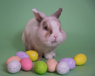 Renkli yumurtaları olan yeşil bir arka planda Paskalya Tavşanı