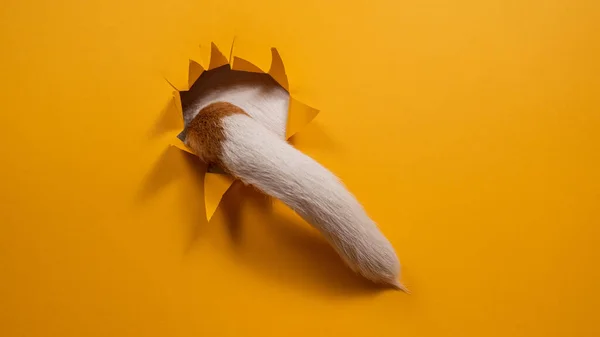 ジャック ラッセル テリアの犬の尻尾がオレンジの背景に引き裂かれた紙から突き出ている — ストック写真