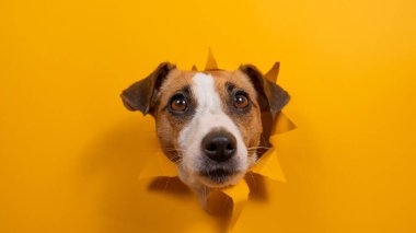 Komik köpek Jack Russell Terrier kağıt turuncu arka planda bir delikten sarkıyor.