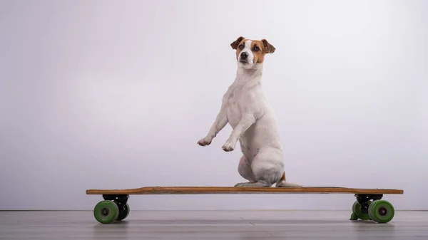 Dog Jack Russell Terrier Auf Einem Longboard Studio Auf Weißem — Stockfoto