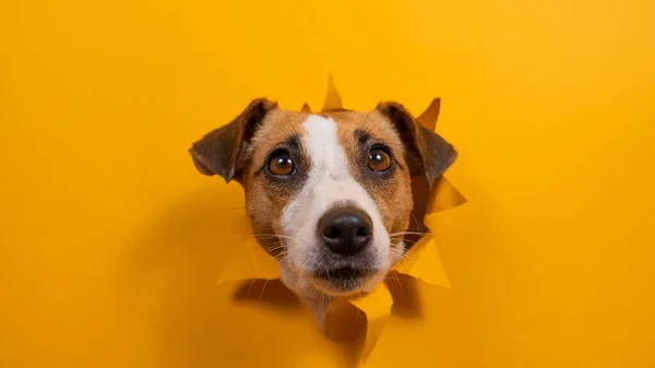 Chien Drôle Jack Russell Terrier Penche Hors Trou Dans Fond — Photo