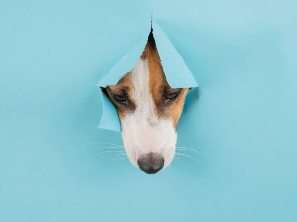 Funny dog muzzle from a hole in a paper blue background. Copy spase
