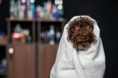 Bir kuaförde yıkandıktan sonra beyaz havluya sarılı sevimli kahverengi bir kaniş.