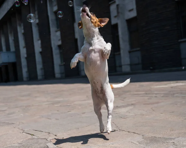 Χαριτωμένο Σκυλί Jack Russell Τεριέ Αλίευση Φυσαλίδες Σαπούνι Εξωτερικούς Χώρους — Φωτογραφία Αρχείου