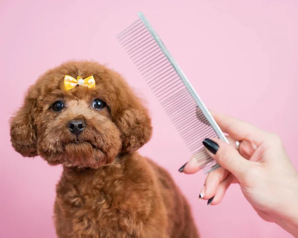 Woman Combing Mini Poodle Pink Background — Stock Photo, Image