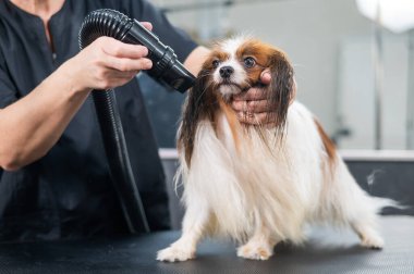 Beyaz bir kadın köpeği kurutuyor. Papillon Continental Spaniel kuaförde