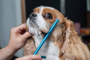 Süvari Kral Charles Spaniel 'i kuaförde tarıyor.