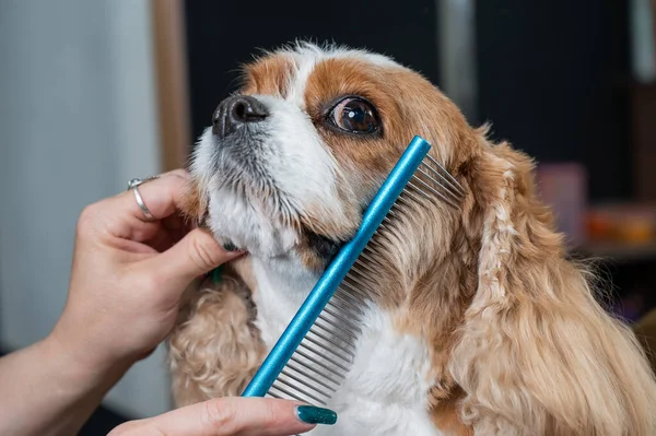 Chbfffff Groomer Combing Cavalier King Charles Spaniel Mearching Salon — 스톡 사진