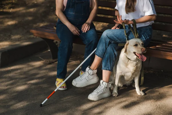盲導犬と妊娠中の友人とベンチに座っているブラインド女性 — ストック写真