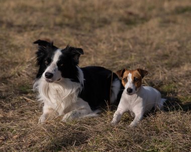 Dog jack russell terrier and border collie lie on yellow autumn grass