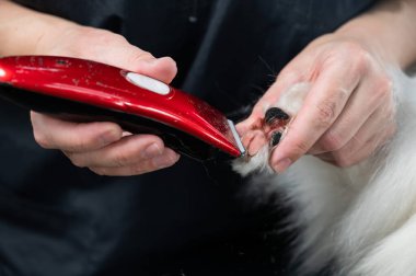 Bir kadın kuaför Papillon köpeğinin ayak parmakları arasındaki kılları kesiyor.