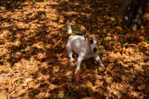 Jack Russell Terrier Dog Playing Pile Yellow Fallen Leaves — стоковое фото