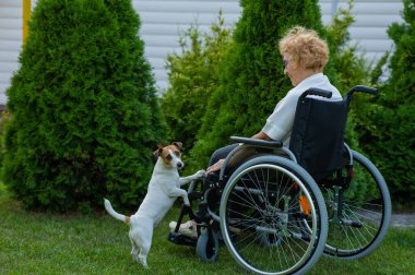 Tekerlekli sandalyedeki mutlu yaşlı kadın dışarıda köpekle dolaşmaktan memnun.