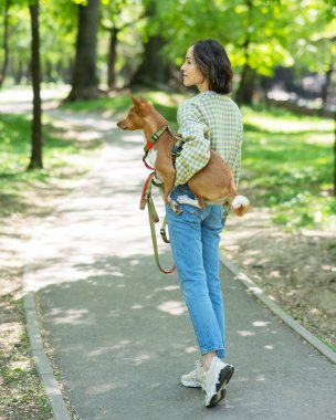 Genç ve güzel bir kadın yürüyüş için bir köpeği kollarında tutuyor. Havlamayan Afrikalı Basenji köpeği