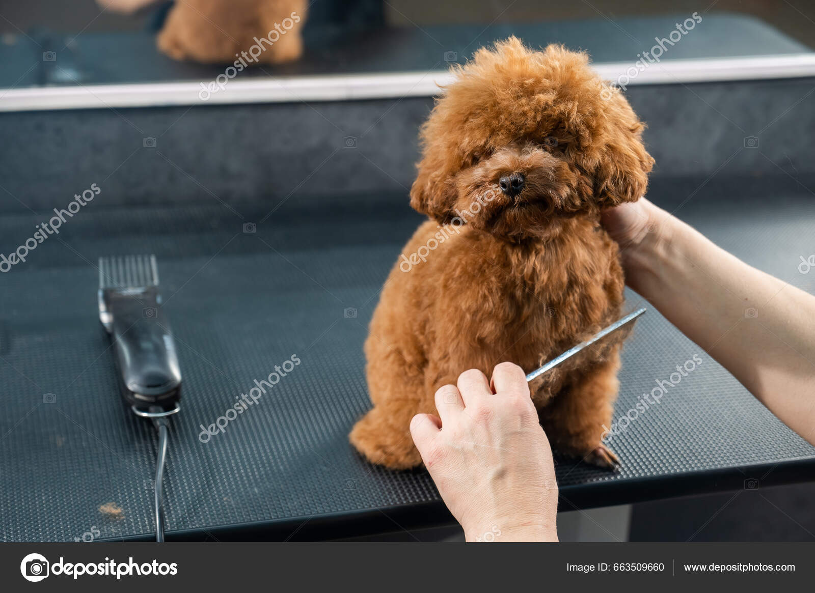 Dog Grooming Shears for Poodles (January 2024) - Magix Shears