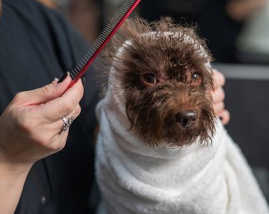 Bir kuaförde yıkandıktan sonra beyaz havluya sarılmış sevimli bir köpek ve kanişi tarayan bir kadın.