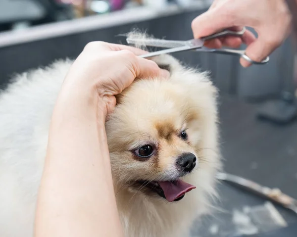 Woman Makes Pomeranian Haircut Scissors Spitz Dog Grooming Salon — Stock Photo, Image
