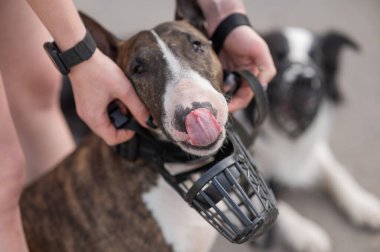 Sahibi, açık havada yürürken bir köpeğe ağızlık takar.