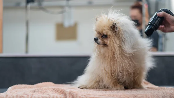 Bir Kadın Kuaförde Yıkandıktan Sonra Bir Pomeranian Saç Kurutma Makinesiyle — Stok fotoğraf