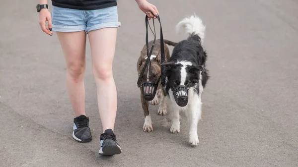 The owner walks two muzzled dogs on a leash. Black and white border collie and brindle bull terrier