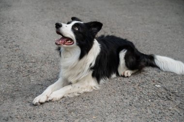 Asfaltta yatan siyah beyaz bir çoban köpeğinin portresi