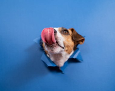 Komik köpek Jack Russell Terrier kağıt mavisi arka planda bir delikten sarkıyor.