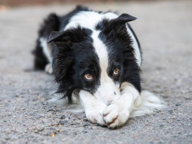 Border collie dog dışarıda egzersiz yapıyor.