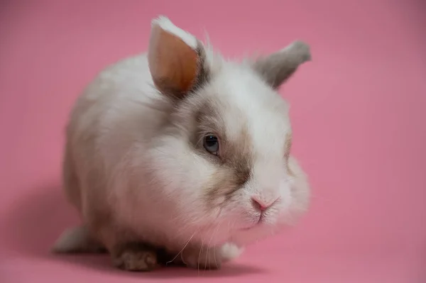 분홍색 배경에 토끼의 귀여운 — 스톡 사진