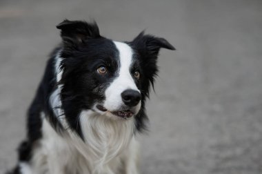 Açık havada bir çoban köpeğinin yakın plan portresi.